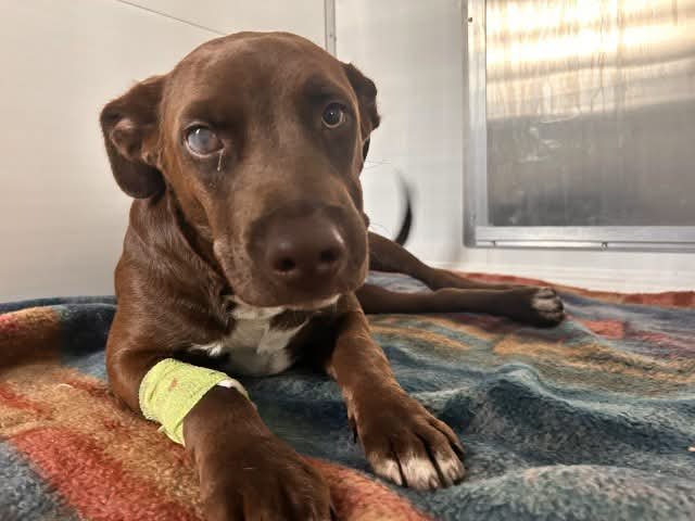 itsadogslifersq's tweet photo. No name yet #A598464
8mo. #Labradorpuppy
๐#SanBernardino City
Injured puppy: hind leg lameness, unable to carry weight, poss. broken rear leg or hip
Right eye enlarged & cloudy due to possible trauma.
#RescueOnly
Deadline 10/2 โผ๏ธ
Can you #foster for a rescue?
#fosterneeded https://t.co/jyM8LOPE8J