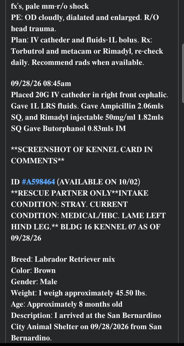 itsadogslifersq's tweet photo. No name yet #A598464
8mo. #Labradorpuppy
๐#SanBernardino City
Injured puppy: hind leg lameness, unable to carry weight, poss. broken rear leg or hip
Right eye enlarged & cloudy due to possible trauma.
#RescueOnly
Deadline 10/2 โผ๏ธ
Can you #foster for a rescue?
#fosterneeded https://t.co/jyM8LOPE8J