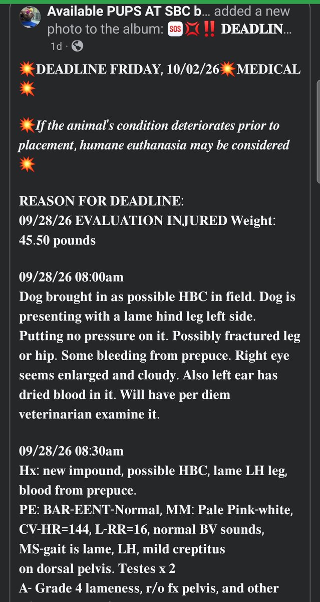 itsadogslifersq's tweet photo. No name yet #A598464
8mo. #Labradorpuppy
๐#SanBernardino City
Injured puppy: hind leg lameness, unable to carry weight, poss. broken rear leg or hip
Right eye enlarged & cloudy due to possible trauma.
#RescueOnly
Deadline 10/2 โผ๏ธ
Can you #foster for a rescue?
#fosterneeded https://t.co/jyM8LOPE8J