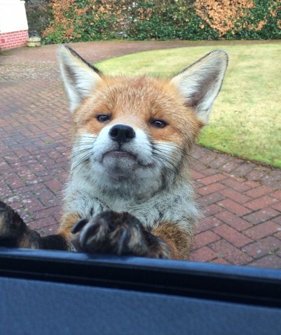KirotheChosen1's tweet photo. Happy Foxtober https://t.co/jAxmqdcdRt