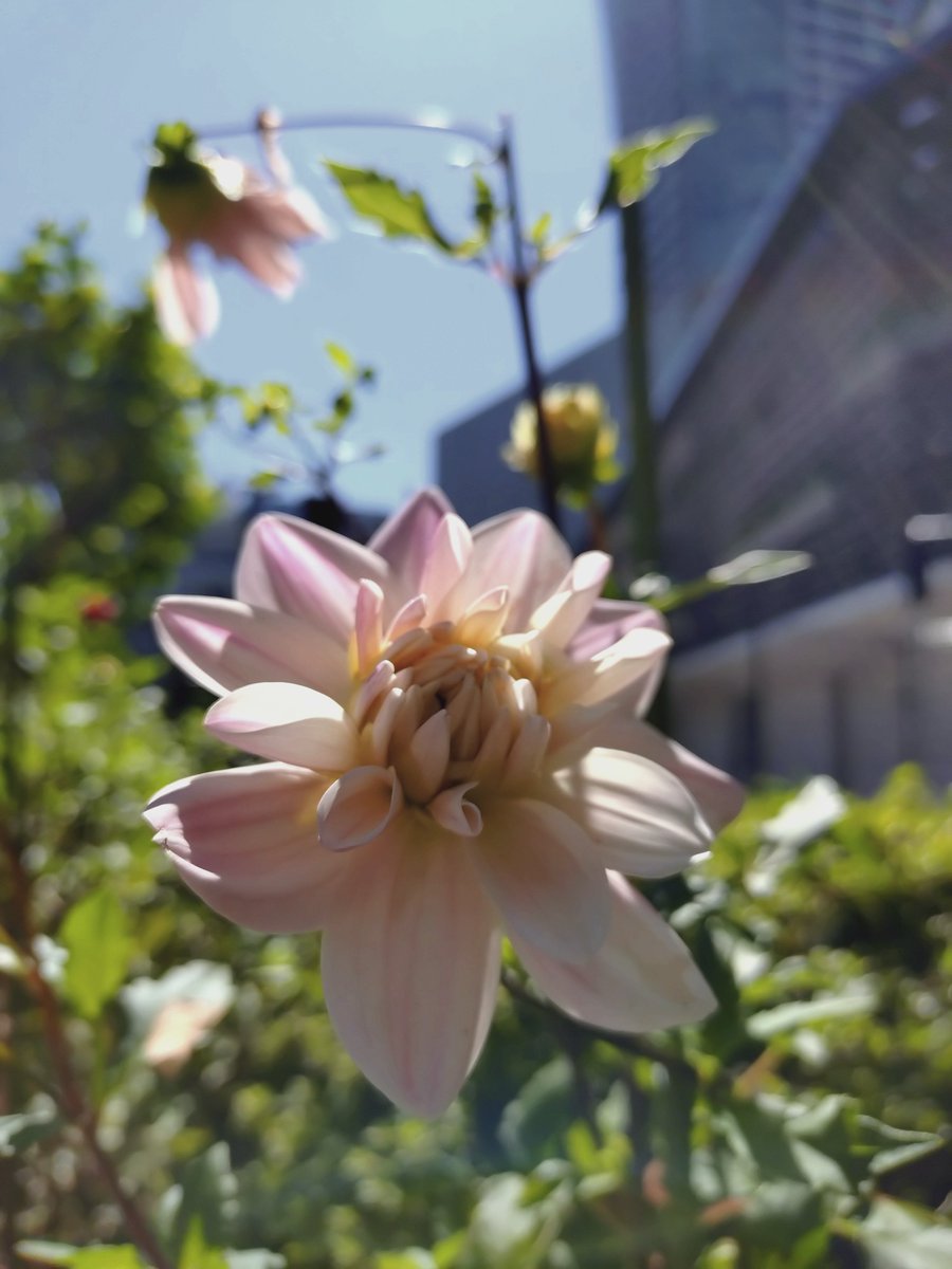 kuisamano's tweet photo. おはようございます☀
きのうは久しぶりの日差しでした。

気持ち良かった！

#マイあさ
#ダリア https://t.co/kbrRQ91lsn