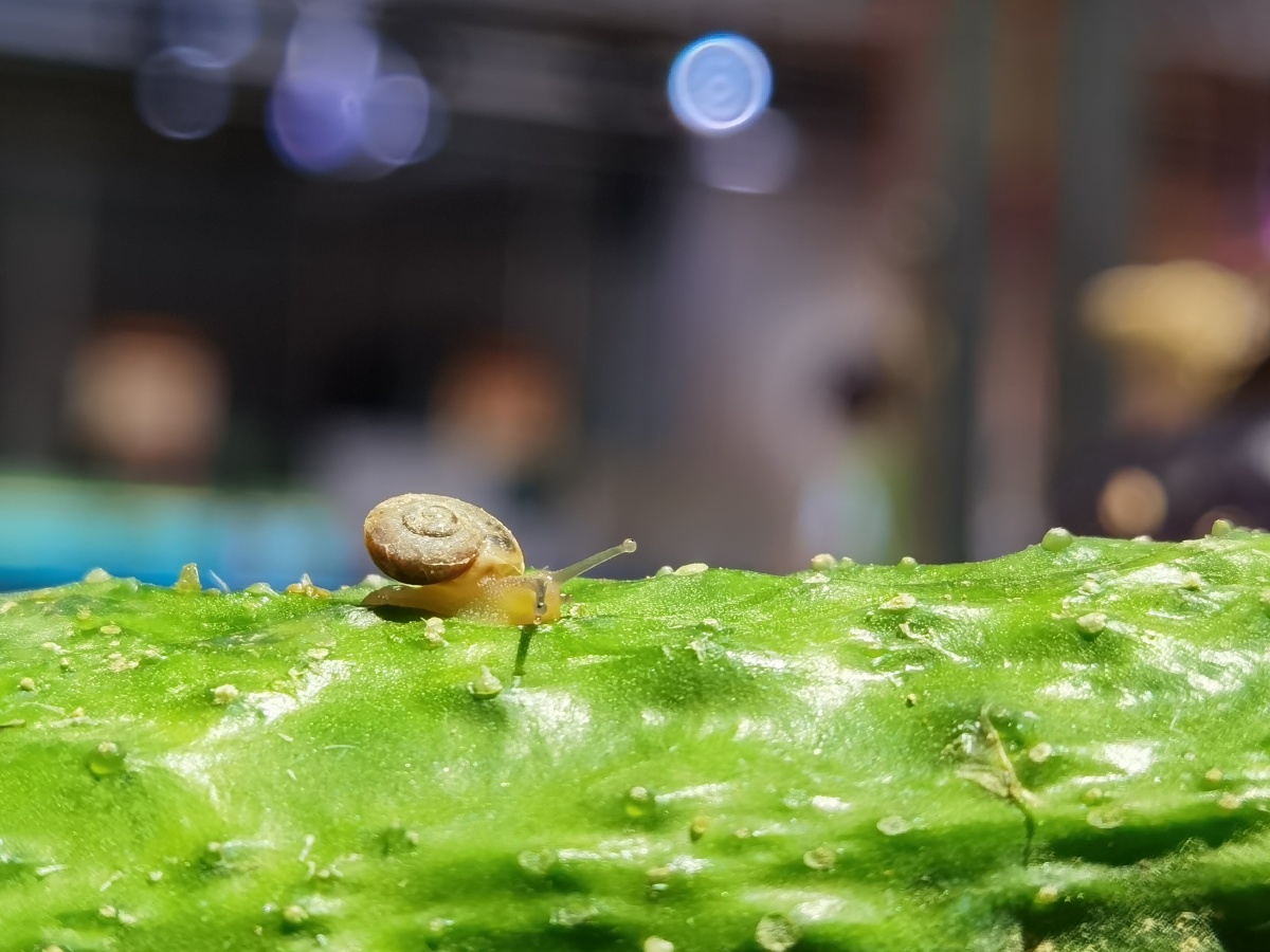 jared_00_m1_e3a's tweet photo. Today, I spotted a cute snail creeping near a street corner, and saw a chef setting up a stall with a unique sign! https://t.co/RXJOgIVITj