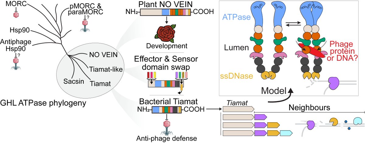SantiagoFrangos's tweet photo. Our lab's first preprint! The antiphage protein Tiamat is an ATPase and DNase with homologs across the tree of life. What started as undergrad Shirley Yuan's summer project grew into a paper and a collaboration with @jpkbravo's group. Link: https://t.co/f8aqlYO50e https://t.co/kmEN8Nof65