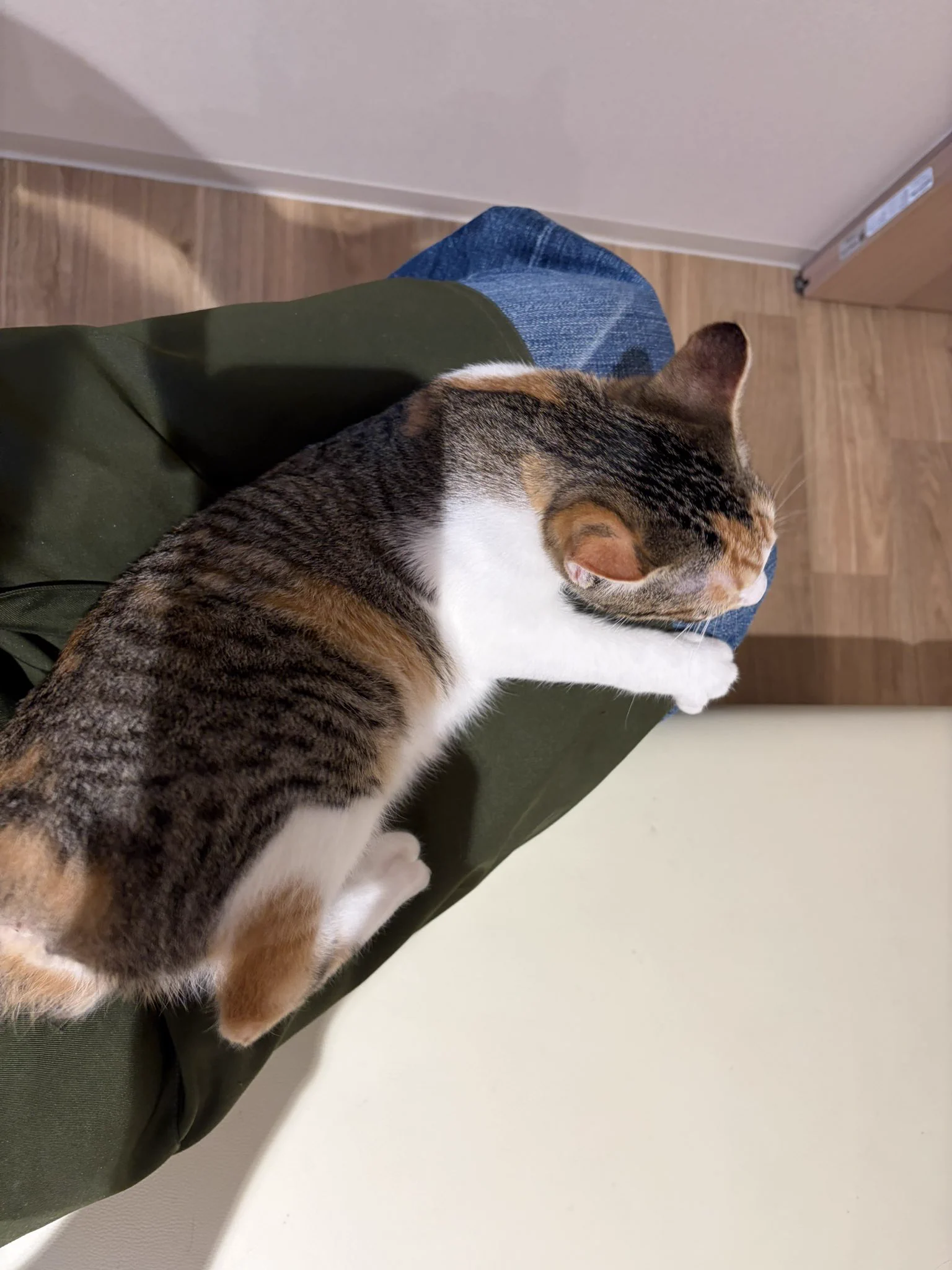 ネコ 保護猫カフェ フルキャット on X: 