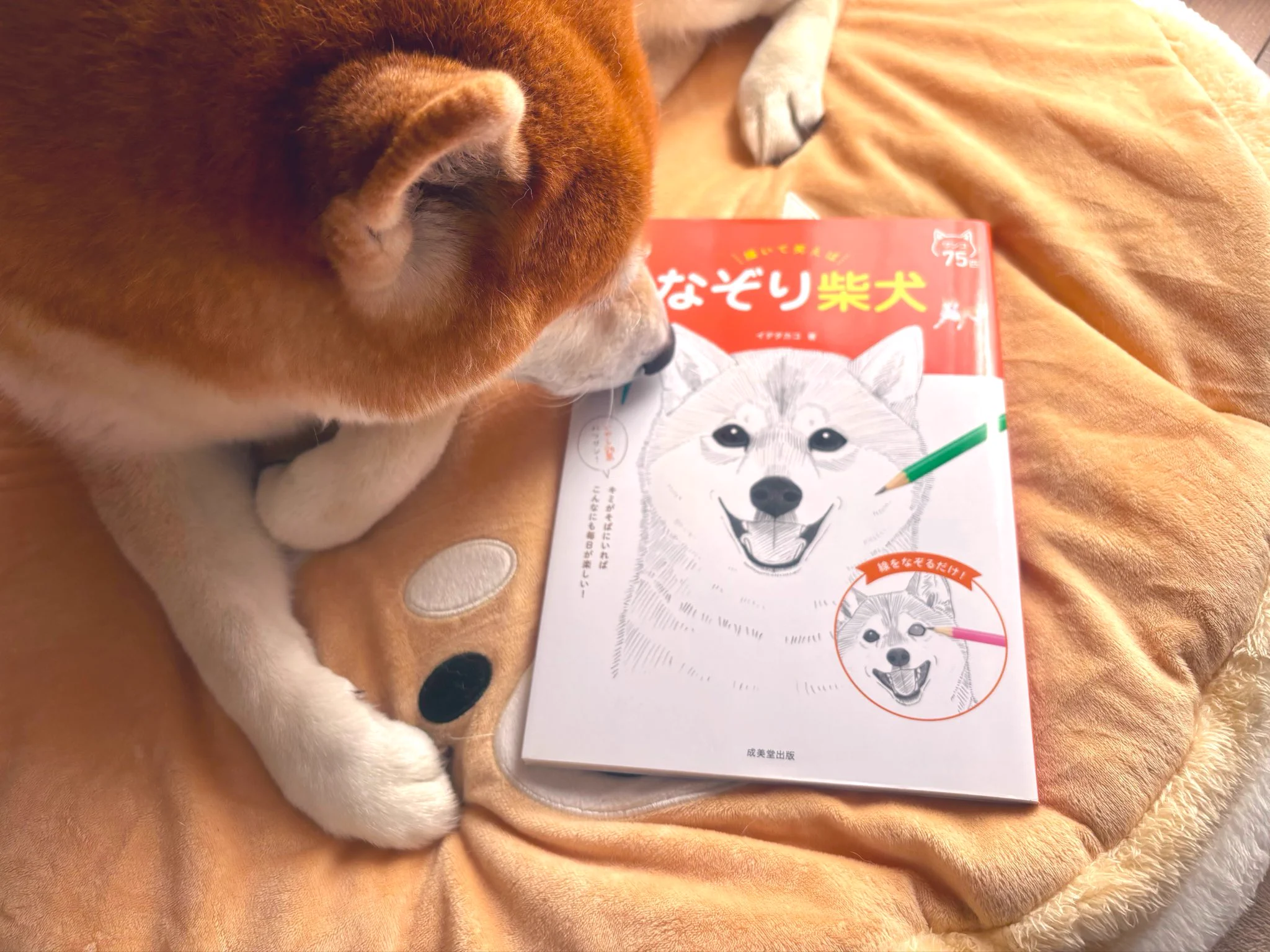しばわんこ (@48dogchat1mame2) / X