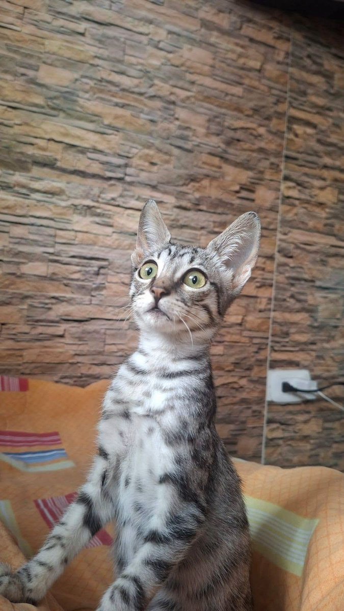 callao_noticias's tweet photo. #Aviso | SE BUSCA GATITA PERDIDA EN LA PERLA
Una pequeña gatita desapareció en la Urb. Benjamín Doig, a espaldas del Colegio Parroquial San José, en La Perla. Es tierna pero temerosa ante desconocidos.
🔴 | Si la has visto o la tienes a resguardo, comunícate al 948 632 012. 🙏 https://t.co/txLsayjpZA