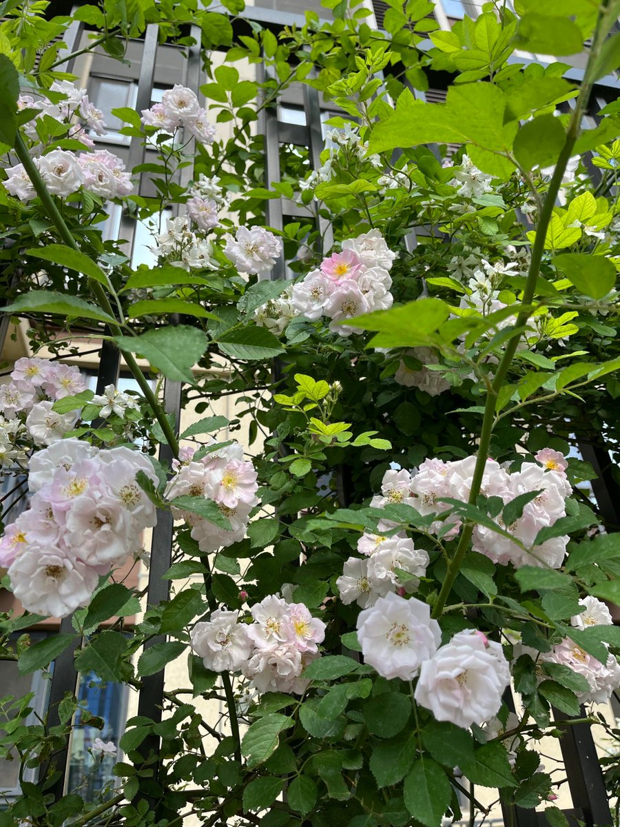 woqls1001's tweet photo. Just got to know the secret of garden vitality—seepage turns weeds into nourishment, a fence keeps warmth in small spaces. https://t.co/TdWicFvKJl