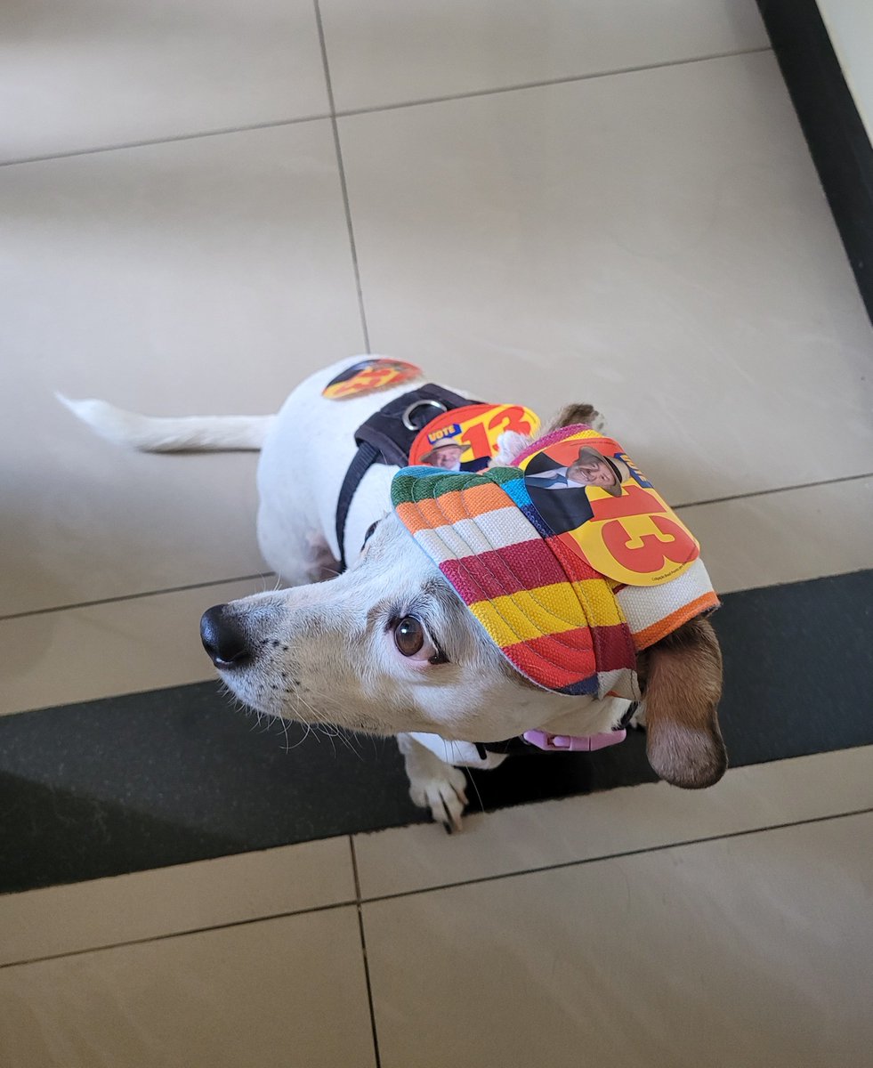 belledeapjour's tweet photo. CACHORRAS COM LULA https://t.co/fBQMvX05qi