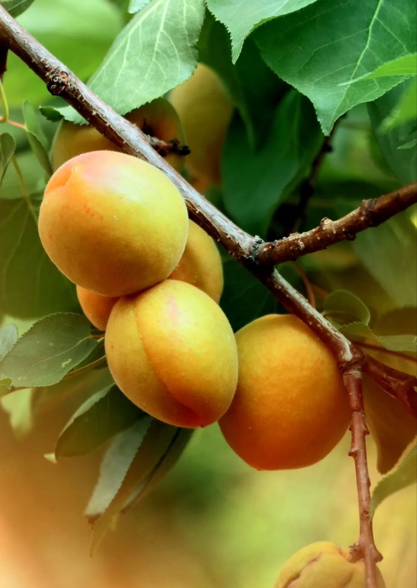 wire_carol_49's tweet photo. [In the warm kitchen, apricot meets roasted chestnut—simple joy in every bite!] https://t.co/s2Oy7NNOoP