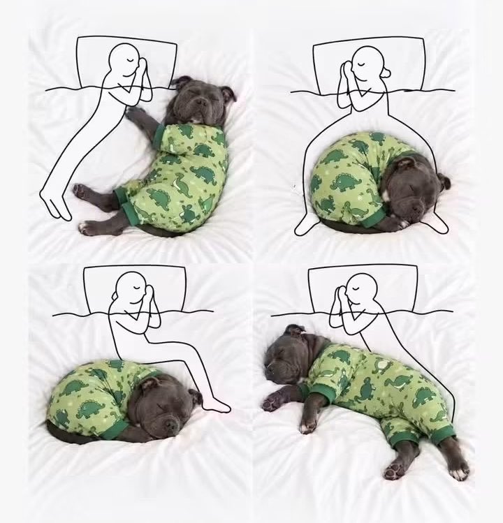 DiloConPerritos's tweet photo. Cómo es dormir con un perrito: https://t.co/NxlxS8dKlI