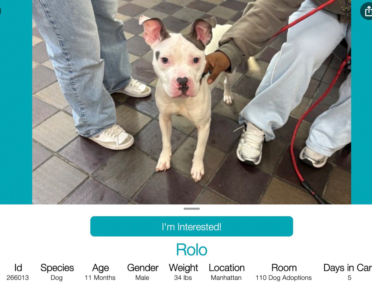 CharBolen's tweet photo. ROLO ♥️ #266013  11mth old Boy ♥️ Nycacc 
Meet beautiful puppy ROLO! New at Manhattan 
Acc... this puppy is gorgeous.. that precious 
little heart shaped nose and those darling ears!
This little guy needs a loving permanent home!
Lots of puppy energy!
#Adopt#Foster#Pledge
#Cutie https://t.co/RhUt0USzFY