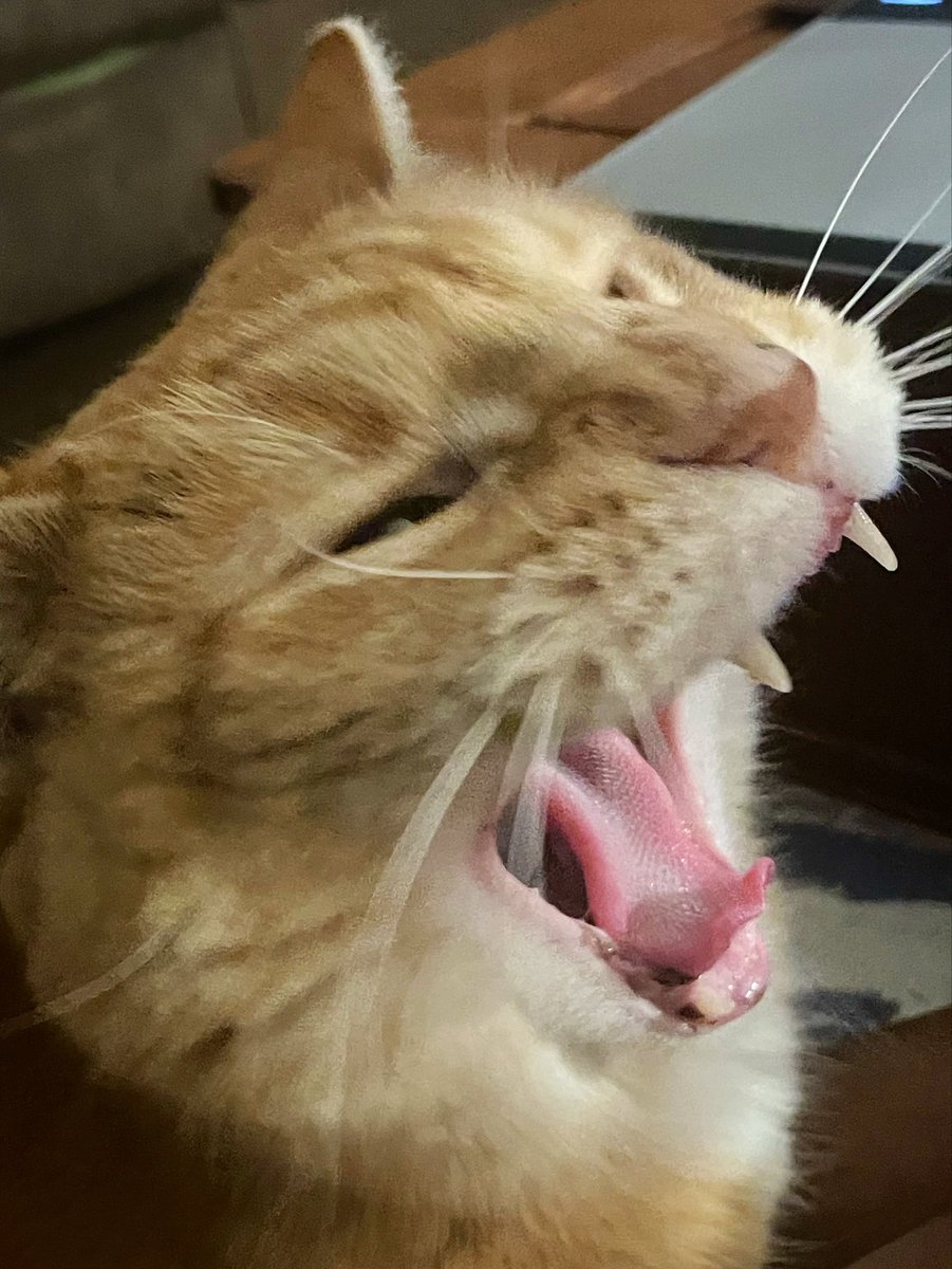 dogheavyn's tweet photo. that one time i ate two 200mg thc gummis and my brain literally went https://t.co/SMnH0TCkhj