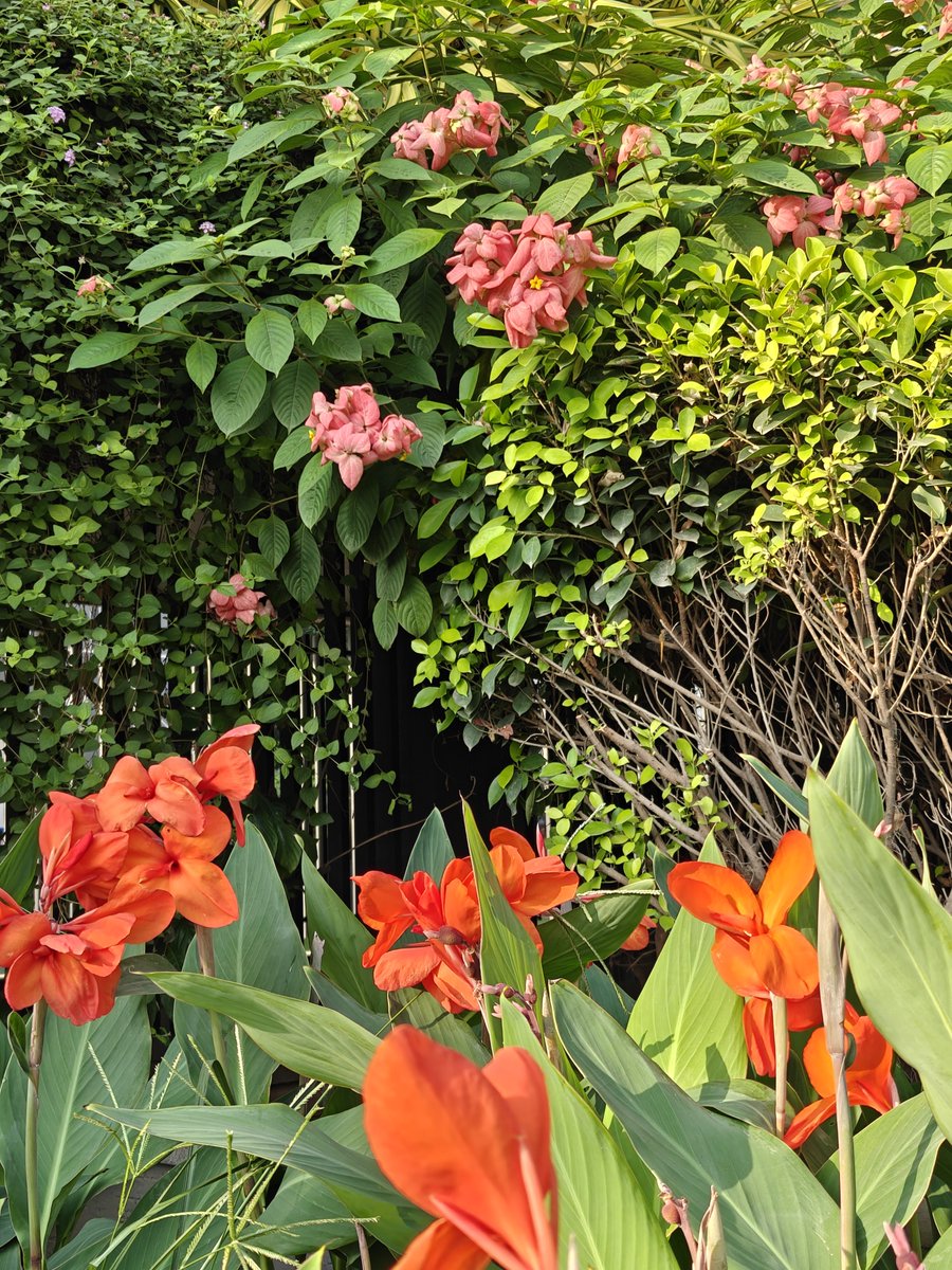 Aruntweets123's tweet photo. Day 45: Found these beautiful flowers along my walking trail today. 🌸🌿 

A little beauty from nature, a 40-minute walk, and a fresh mind—what better way to start the day? ☀️😊
#Day45 #MorningWalk #NatureWalk #40MinWalk #MorningVibes https://t.co/vfzjvKTJa6