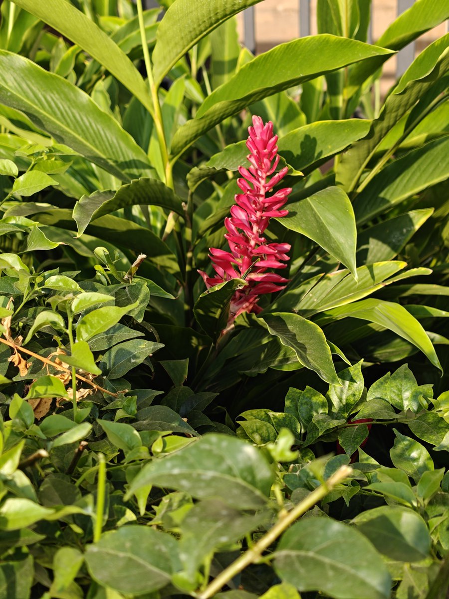 Aruntweets123's tweet photo. Day 45: Found these beautiful flowers along my walking trail today. 🌸🌿 

A little beauty from nature, a 40-minute walk, and a fresh mind—what better way to start the day? ☀️😊
#Day45 #MorningWalk #NatureWalk #40MinWalk #MorningVibes https://t.co/vfzjvKTJa6