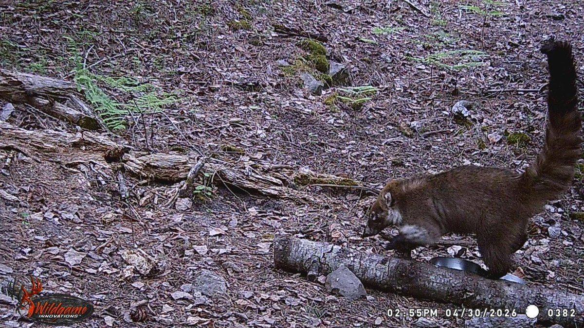 CONANP_mx's tweet photo. El #Coatí (Nasua narica) es un mamífero que se caracteriza por su hocico alargado, fuertes garras y larga cola anillada. 🌱

Se alimenta de insectos, frutos y pequeños vertebrados, y suele vivir en grupos de varios individuos. 🪲🐞🍇🍎

Habita en el S #CotorraSerranaOccidental. https://t.co/8BaytFD9X4