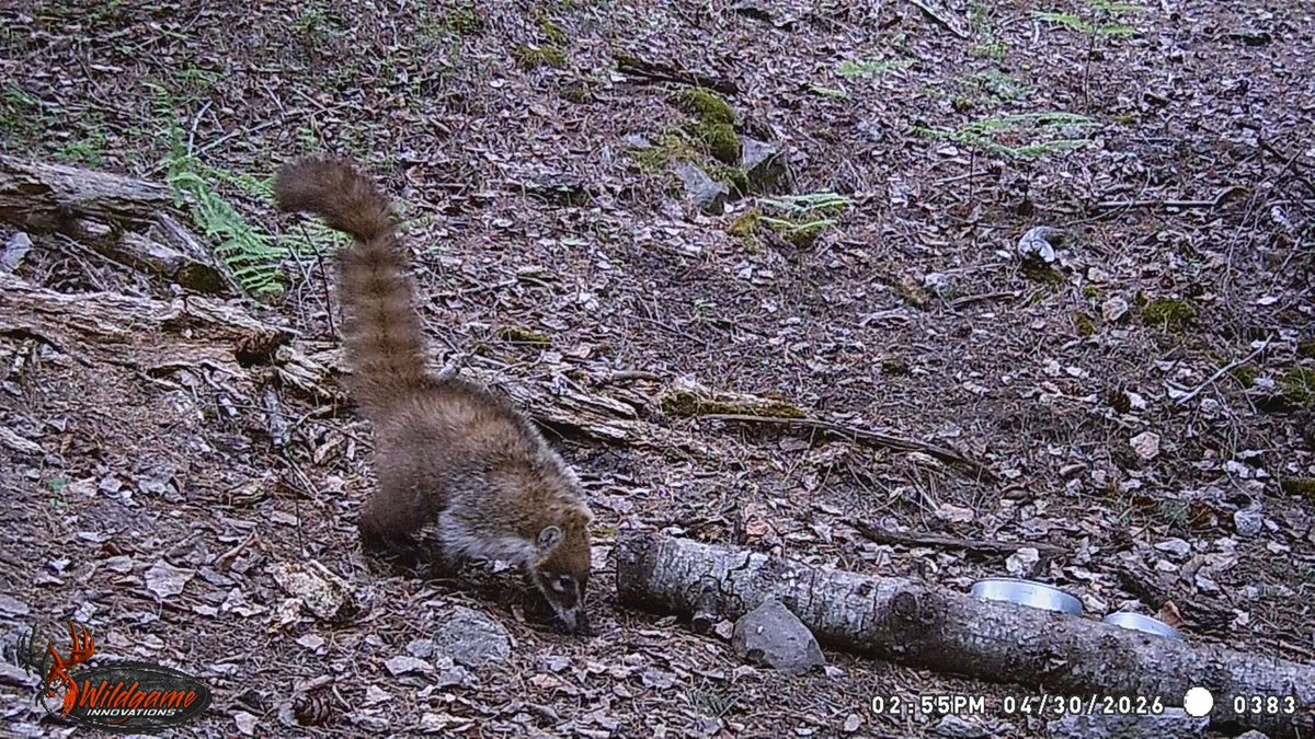 CONANP_mx's tweet photo. El #Coatí (Nasua narica) es un mamífero que se caracteriza por su hocico alargado, fuertes garras y larga cola anillada. 🌱

Se alimenta de insectos, frutos y pequeños vertebrados, y suele vivir en grupos de varios individuos. 🪲🐞🍇🍎

Habita en el S #CotorraSerranaOccidental. https://t.co/8BaytFD9X4