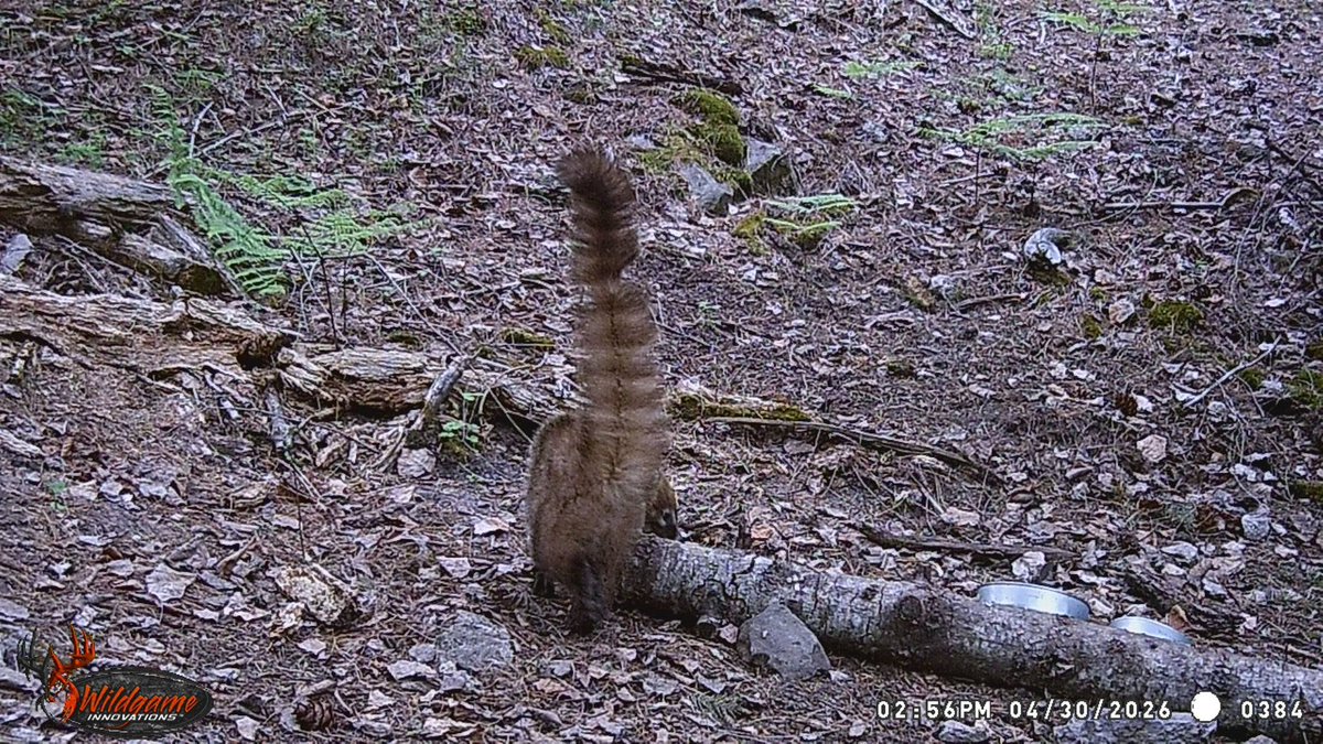 CONANP_mx's tweet photo. El #Coatí (Nasua narica) es un mamífero que se caracteriza por su hocico alargado, fuertes garras y larga cola anillada. 🌱

Se alimenta de insectos, frutos y pequeños vertebrados, y suele vivir en grupos de varios individuos. 🪲🐞🍇🍎

Habita en el S #CotorraSerranaOccidental. https://t.co/8BaytFD9X4