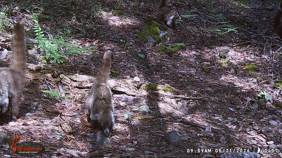 CONANP_mx's tweet photo. El #Coatí (Nasua narica) es un mamífero que se caracteriza por su hocico alargado, fuertes garras y larga cola anillada. 🌱

Se alimenta de insectos, frutos y pequeños vertebrados, y suele vivir en grupos de varios individuos. 🪲🐞🍇🍎

Habita en el S #CotorraSerranaOccidental. https://t.co/8BaytFD9X4