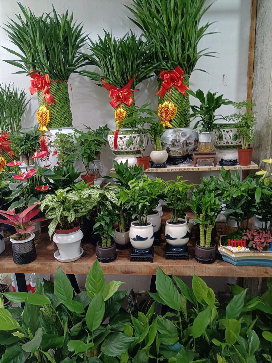 wigus12's tweet photo. Just discovered that [堪某磷] makes my potted succulents thrive—game changer for my tiny urban balcony! （注：[堪某磷]为特定农资品牌名）， https://t.co/fJNCgUz9Ea
