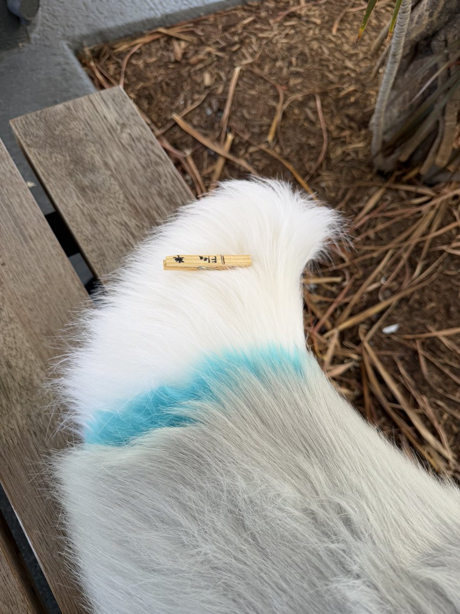 Asha_fox7's tweet photo. IVE GOT FLEASSS AHHHH 😆
#furdu #tailsofterror #furry https://t.co/0ngAVuGlPJ