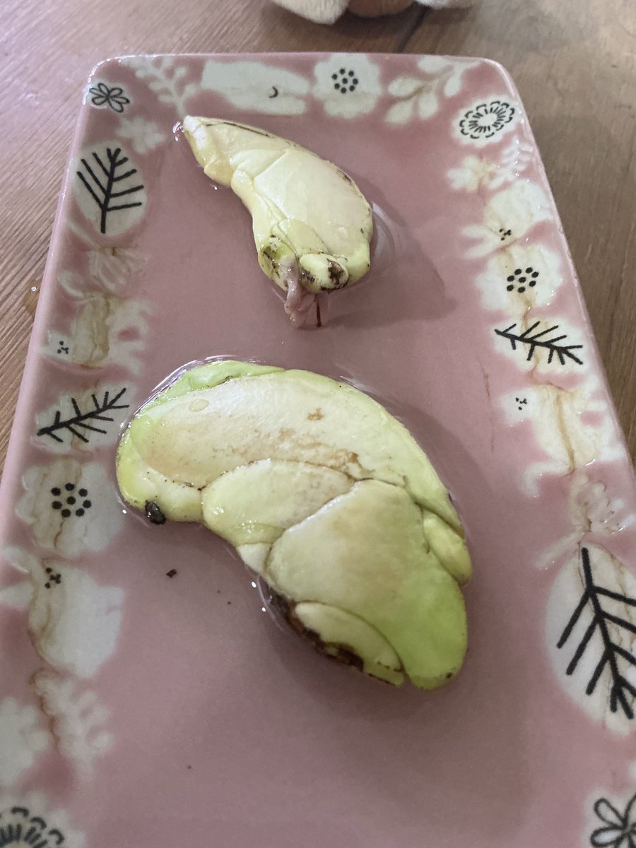 rrn's tweet photo. マンゴーあっという間に根っこ出た。ひょこっと立ち上がった！
寒い日も多いので水槽のライトの上に置いて加温している。どうもピンクの丸いやつが根っこになるっぽいので、もう一個のほう裏返した。あと渋が出るので薄い皮を引っぺがした。 https://t.co/tYeWzTEFYj