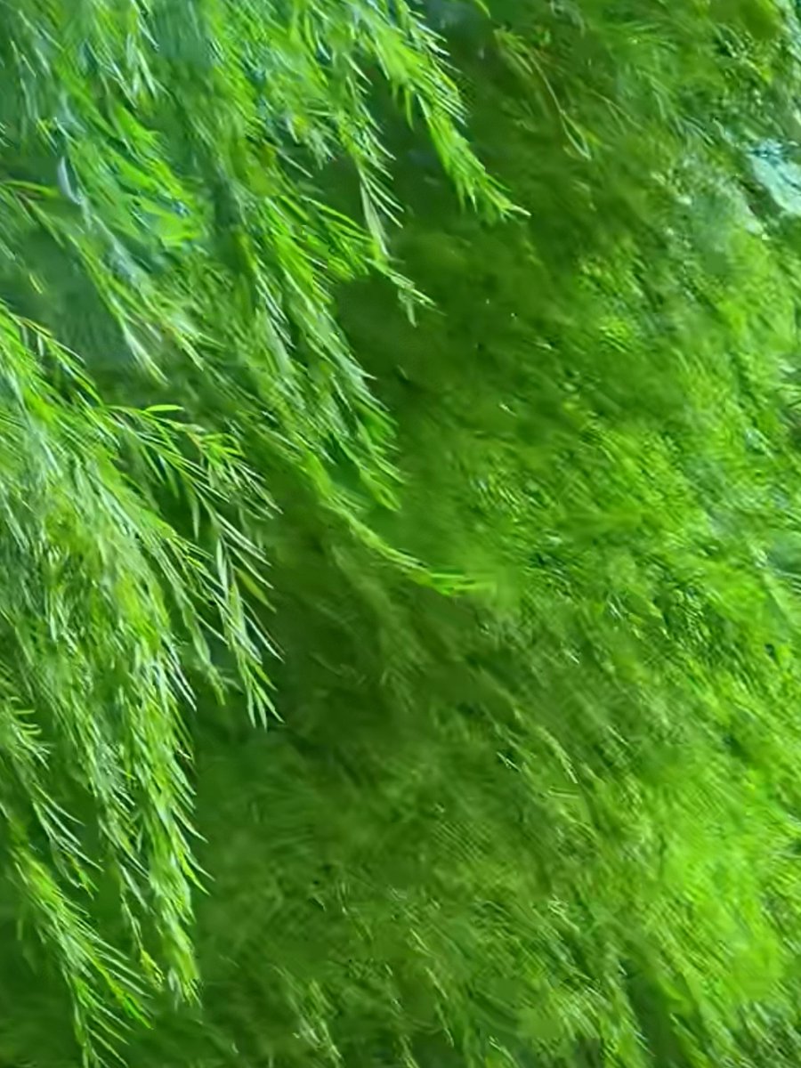 bold_breez_42's tweet photo. [When the漳 brook cuts off the 茨 leaf chain, silence speaks louder than words. #NatureVibes] https://t.co/tMcHtUSWgJ