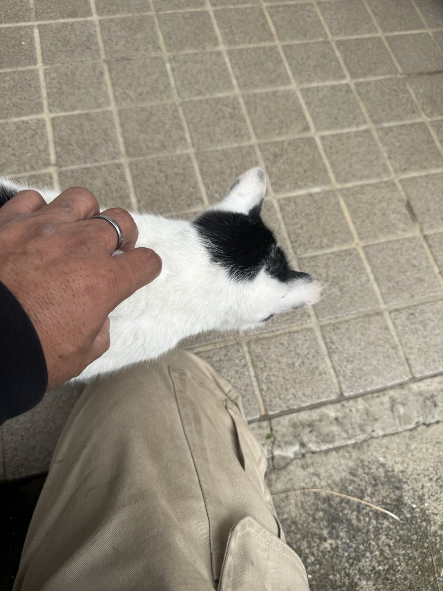 y37336927's tweet photo. 昨日は現場に、にわとりが放し飼いになってて、今日はネコが放し飼いに 笑

近ずいて来るのはかわいく思えて、逃げちゃうのはかわいくない

人間てわがままだな 笑 https://t.co/3ad0l9PMGL