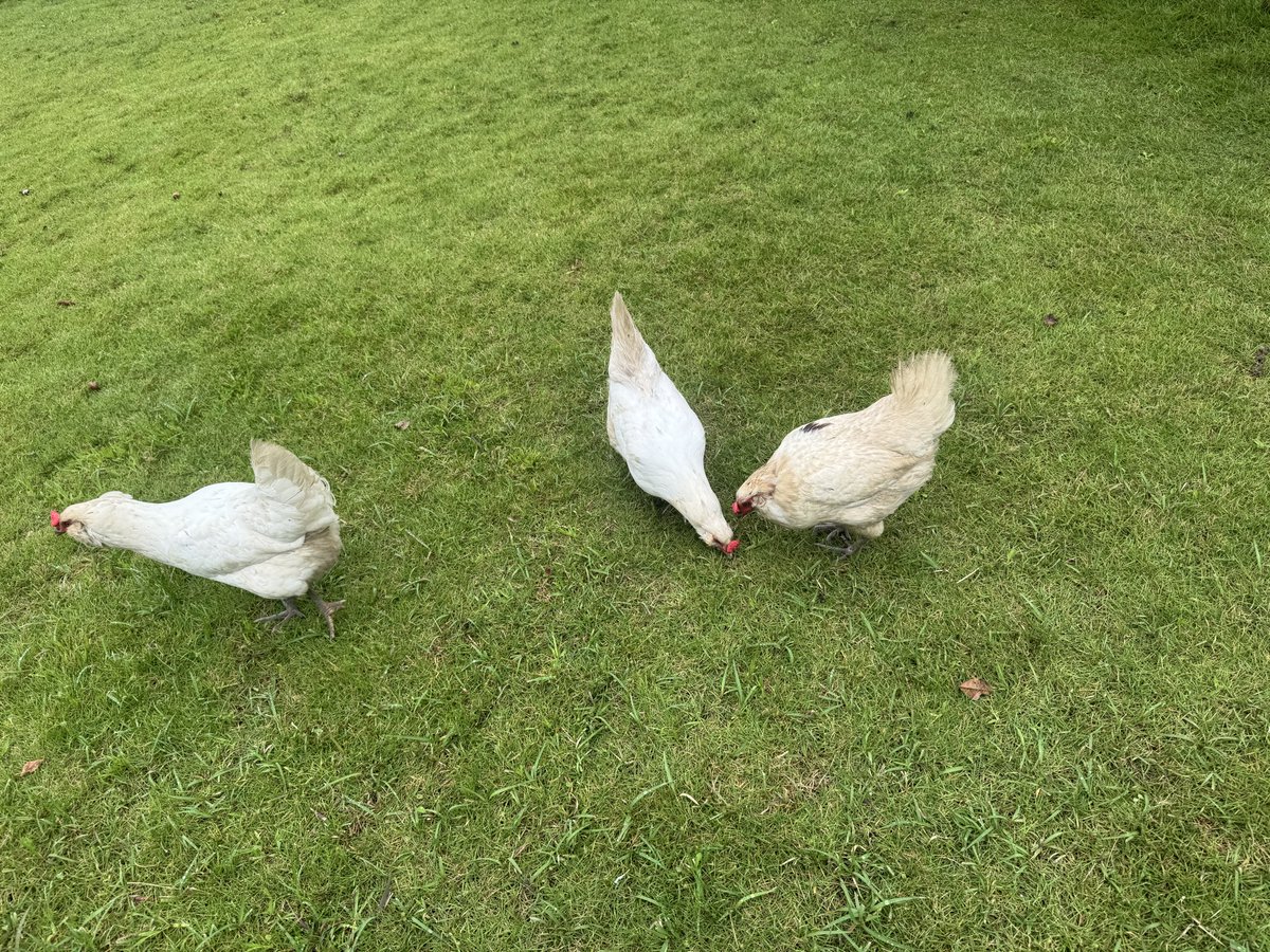 y37336927's tweet photo. 昨日は現場に、にわとりが放し飼いになってて、今日はネコが放し飼いに 笑

近ずいて来るのはかわいく思えて、逃げちゃうのはかわいくない

人間てわがままだな 笑 https://t.co/3ad0l9PMGL