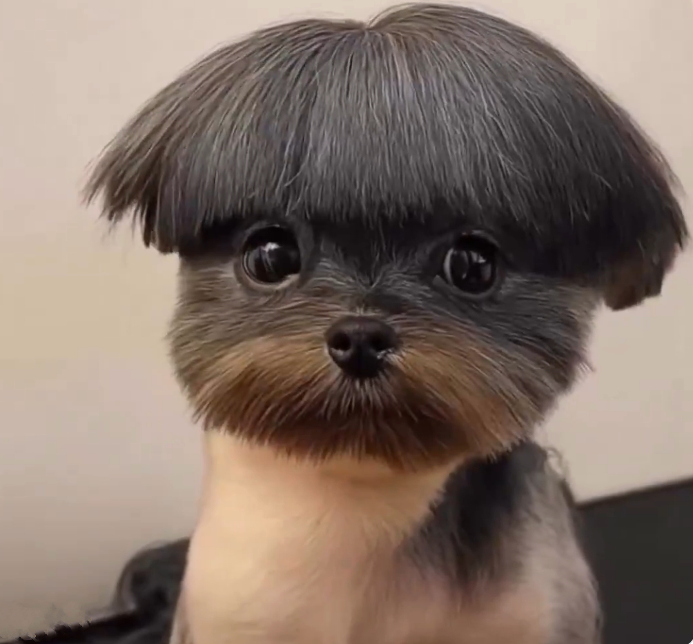 malik_alee66879's tweet photo. What would you name this dog? 😅 https://t.co/JrzvHLtd0u