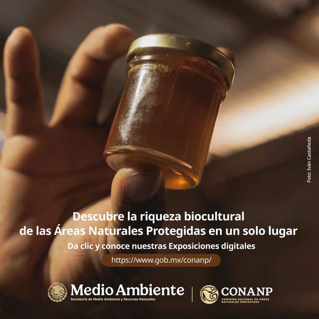 CONANP_mx's tweet photo. Disfruta de una selección de fotos de las #ÁreasNaturalesProtegidas. 📷

Visita nuestra nueva sección de Exposiciones digitales en nuestra página web ➡️ https://t.co/5vH88pHqA9 #SomosNaturaleza #GuardianesDeLaNaturaleza 🐦🦆🦜🦩🦅🦭🐠🐙🐬🦀🦈🐢🐝🌸�� https://t.co/IwlsDZ4jCu