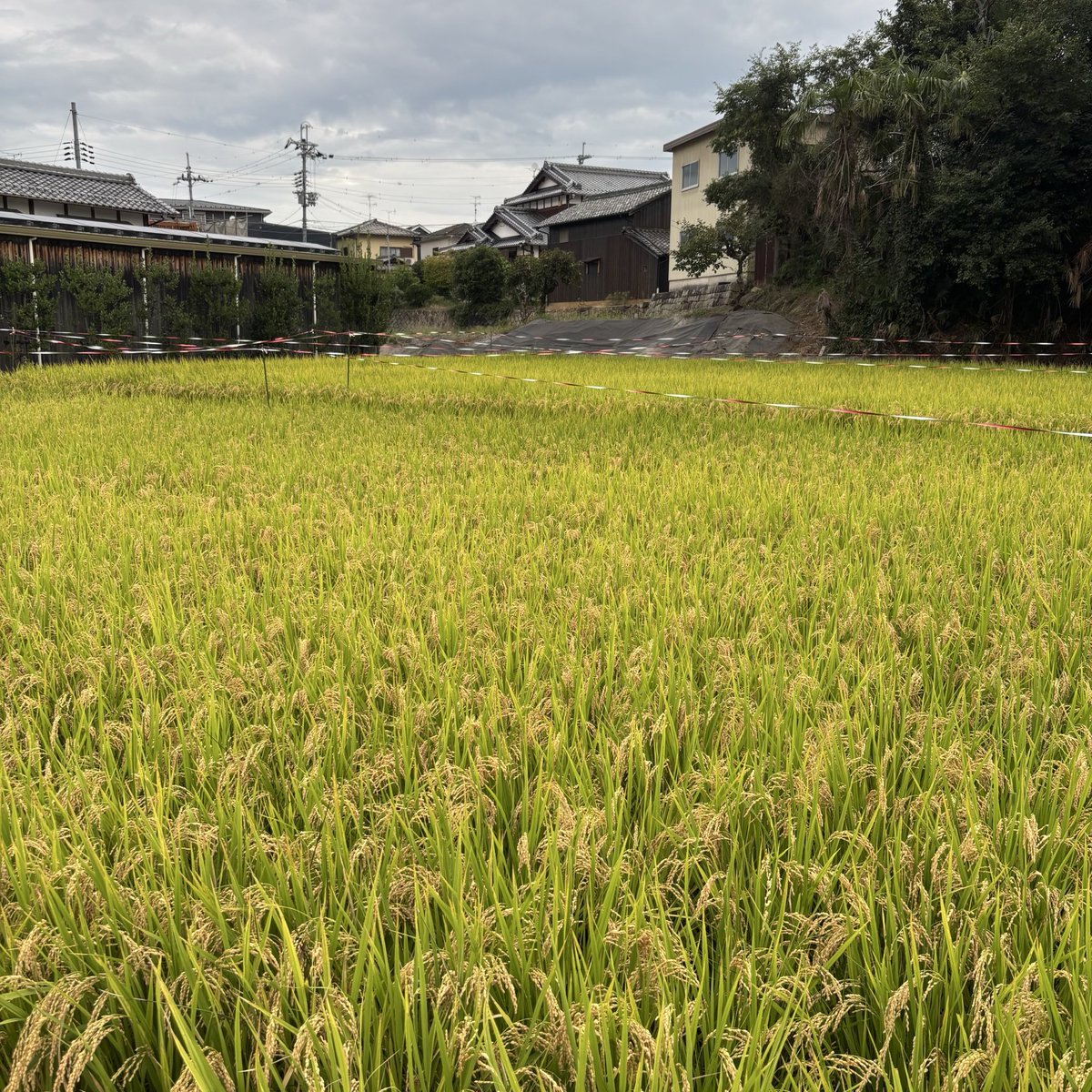 Happiness_tsubk's tweet photo. もうお米さんが採れる季節かぁ🌾
釜炊きのご飯が食べれるご飯屋さん行きたくなってくる https://t.co/1NUDLchGZj