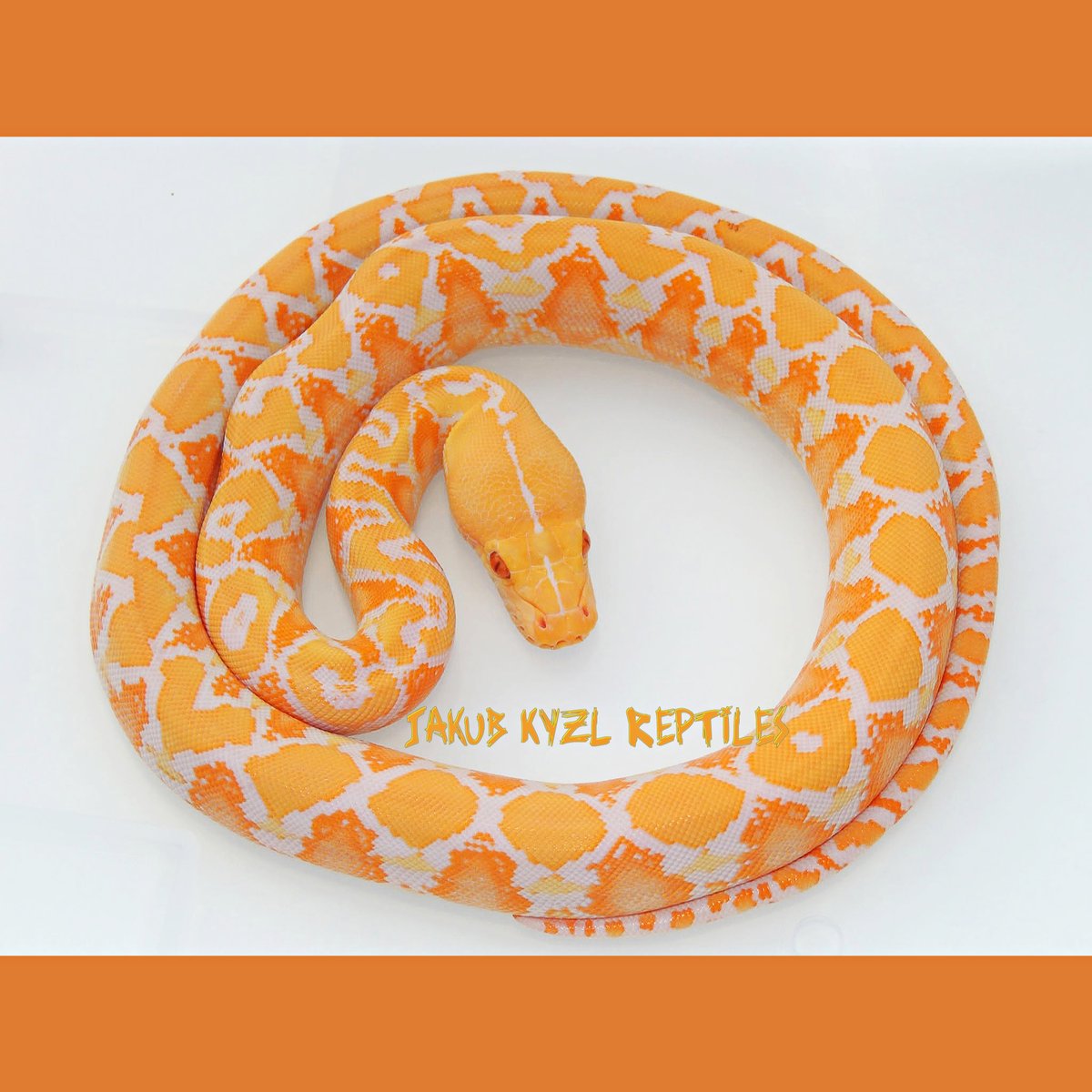 LivingArtReptil's tweet photo. Perfetto! 🙂 White Albino Reticulated Python (Malayopython reticulatus). Foto: Jakub Kyzl Reptiles. #snake #python #livingartreptile #livingartreptiles #reticulatedpython https://t.co/VuQ5499xM0