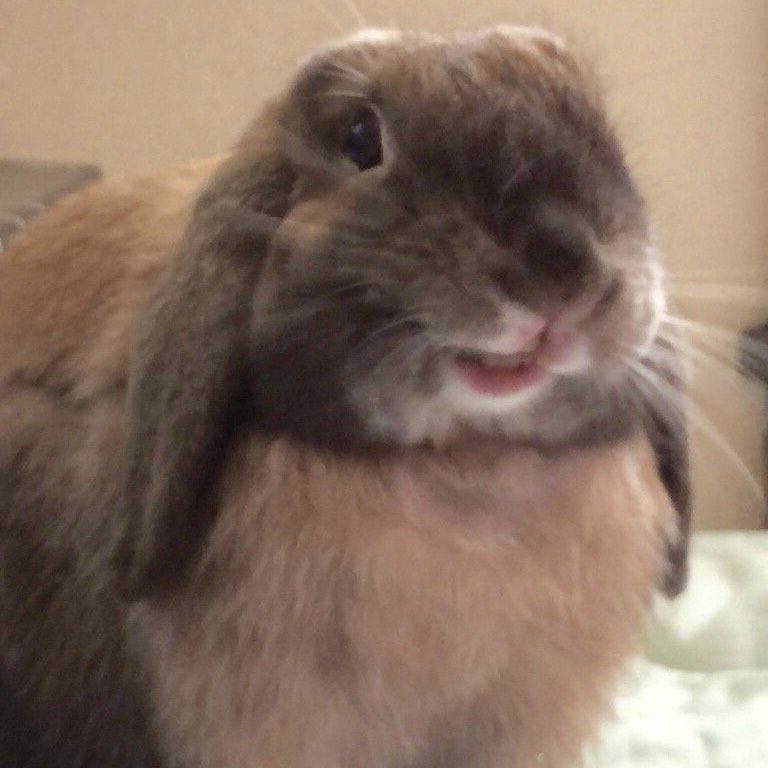 OscChaOops's tweet photo. I can’t stop thinking about bunny oscar https://t.co/mrbAqtsUs3