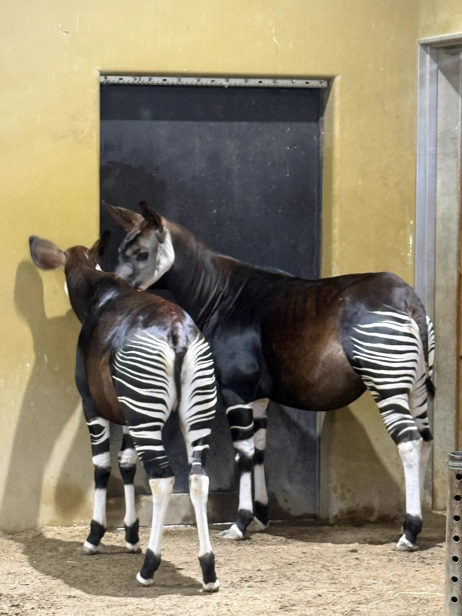 オカピ様 Una cria d'okapi femella ha nascut a Zoorasia; és la terc