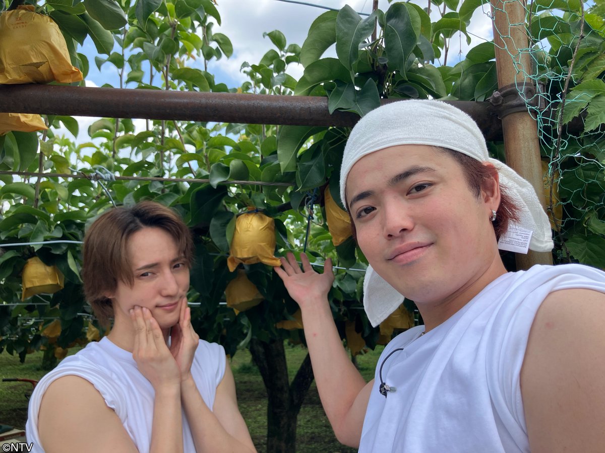 shu1tv's tweet photo. ⋱ 𝟏𝟎月𝟑日(土) の #シューイチ☝🏻⋰

あさ8時40分ごろ〜
Travis Japan🐯の #スタディーJAPAN🗾
秋の味覚をスタディー🍇【後編】
￣￣￣￣ｖ￣￣￣￣￣￣￣￣￣￣￣￣￣￣￣
🤍川島如恵留さんと💛吉澤閑也さんが
今まさに旬を迎える秋の果物をスタディー✐☡

前回秋野菜を学んだ“のえしず”の2人は
老舗果樹農園へ！
熟した実を見極めながら収穫に挑戦💪
しかし目利きの難しさに2人は大混乱😵‍💫💦
堅実派・川島さん vs 感覚派・吉澤さん
しっかり目利きすることはできるのか？👀

そして野菜ソムリエプロの緒方湊くんが
収穫した秋の果物を使った
意外な絶品アレンジ料理を教えてくれます💡

次週は、クリーニング工場に潜入🔍

#TravisJapan(@TravisJapan_cr)
#川島如恵留 #吉澤閑也 #緒方湊