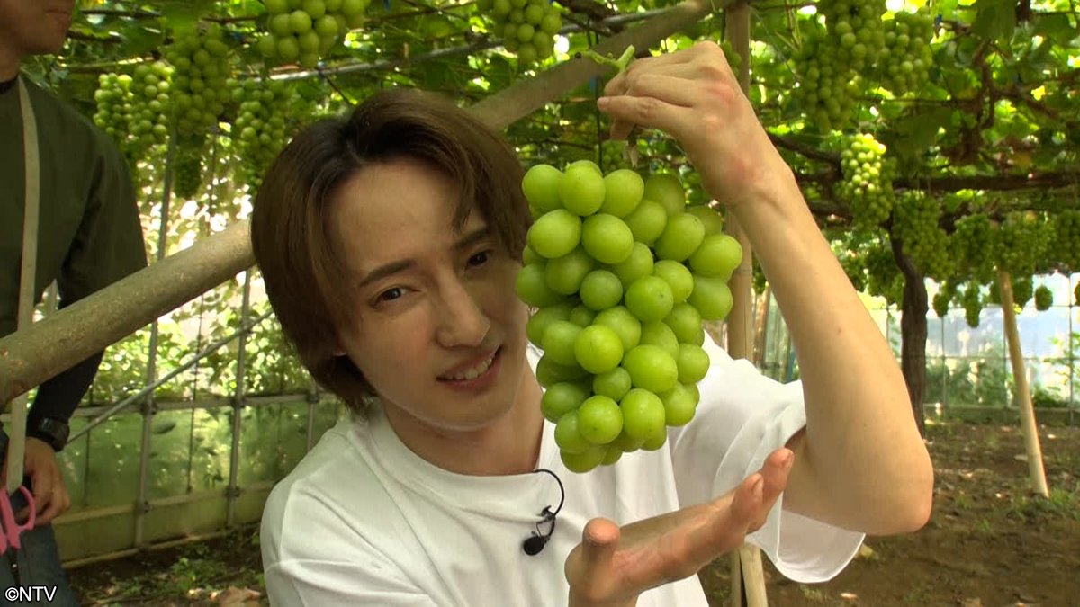 shu1tv's tweet photo. ⋱ 𝟏𝟎月𝟑日(土) の #シューイチ☝🏻⋰

あさ8時40分ごろ〜
Travis Japan🐯の #スタディーJAPAN🗾
秋の味覚をスタディー🍇【後編】
￣￣￣￣ｖ￣￣￣￣￣￣￣￣￣￣￣￣￣￣￣
🤍川島如恵留さんと💛吉澤閑也さんが
今まさに旬を迎える秋の果物をスタディー✐☡

前回秋野菜を学んだ“のえしず”の2人は
老舗果樹農園へ！
熟した実を見極めながら収穫に挑戦💪
しかし目利きの難しさに2人は大混乱😵‍💫💦
堅実派・川島さん vs 感覚派・吉澤さん
しっかり目利きすることはできるのか？👀

そして野菜ソムリエプロの緒方湊くんが
収穫した秋の果物を使った
意外な絶品アレンジ料理を教えてくれます💡

次週は、クリーニング工場に潜入🔍

#TravisJapan(@TravisJapan_cr)
#川島如恵留 #吉澤閑也 #緒方湊