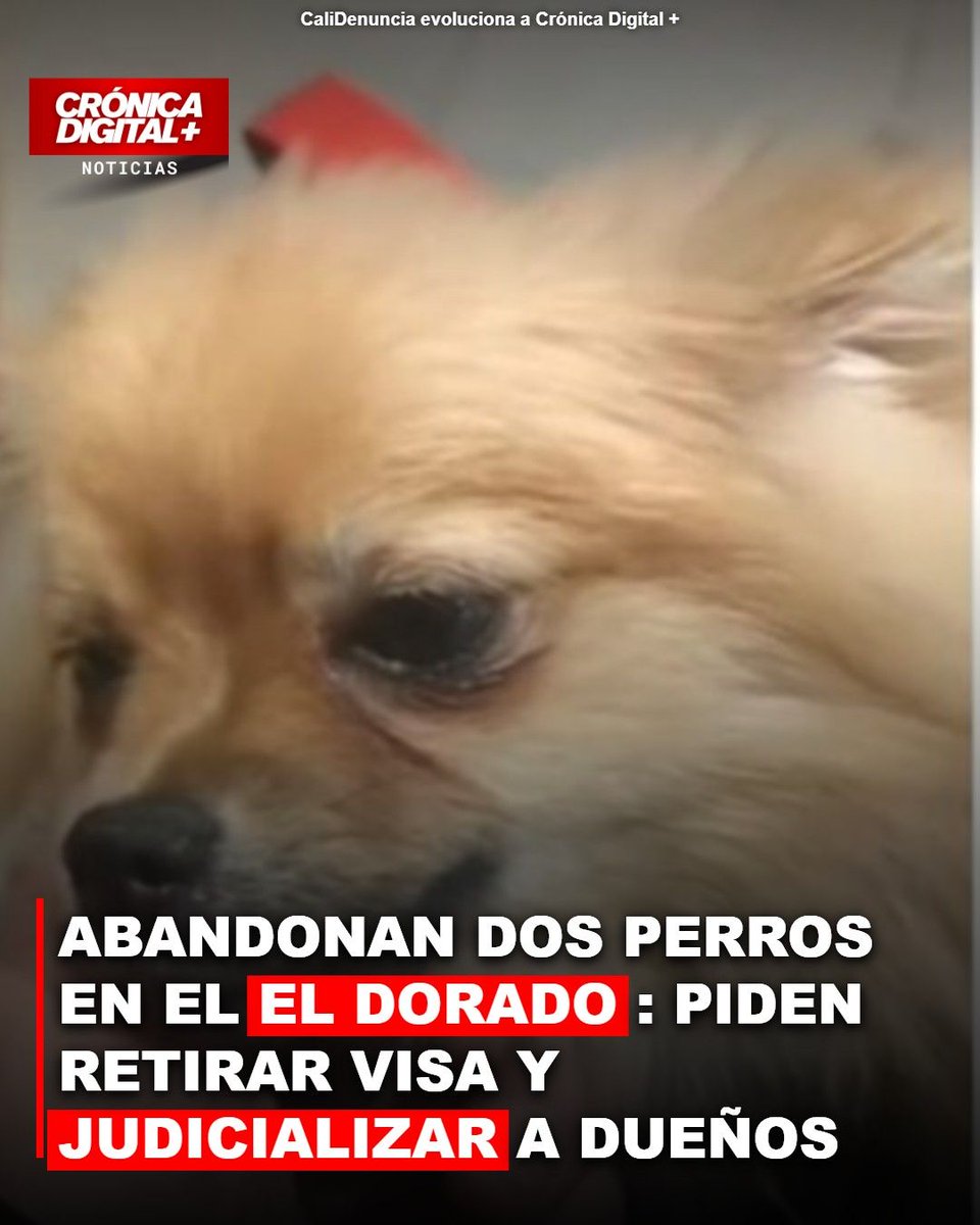 CronicaDigMas's tweet photo. 🚨¡ATENCIÓN COLOMBIA!
#Cali #Salud #EsNoticia 𝗔𝗕𝗔𝗡𝗗𝗢𝗡𝗔𝗡 𝗗𝗢𝗦 𝗣𝗘𝗥𝗥𝗢𝗦 𝗘𝗡 𝗘𝗟 𝗘𝗟 𝗗𝗢𝗥𝗔𝗗𝗢: 𝗣𝗜𝗗𝗘𝗡 𝗥𝗘𝗧𝗜𝗥𝗔𝗥 𝗩𝗜𝗦𝗔 𝗬 𝗝𝗨𝗗𝗜𝗖𝗜𝗔𝗟𝗜𝗭𝗔𝗥 𝗔 𝗗𝗨𝗘Ñ𝗢𝗦

Un indignante caso de abandono animal se presentó en el Aeropuerto El Dorado, en Bogotá, donde una pareja que viajaba desde Miami abandonó a dos perros y continuó su trayecto hacia Cali. La situación generó consternación entre las autoridades y organizaciones, dado que los dueños optaron por dejar a sus mascotas tras encontrar el ICA irregularidades en la documentación sanitaria presentada. Según detalló Antonio Hernández, director del Instituto Distrital de Protección y Bienestar Animal (IDPYBA), el incidente ocurrió el martes 29 de septiembre. El ICA detectó dudas en los certificados de vacunación de los animales, impidiendo su ingreso al país.

Lee la noticia completa en: https://t.co/BeJYNjjg1D

#CaliDenuncia #CronicaDigital #Bogota #Cali #Colombia #MedioAmbiente #JusticiaColombia #SeguridadColombia #IDPYBA #AlcaldiaDeBogota #Fiscalia #EmbajadaDeEstadosUnidos #AntonioHernandez #ICA #NoticiasColombia #NoticiasDeHoy #ÚltimaHora

🔗 Lee la noticia completa en: https://t.co/ZkxUokSCNs