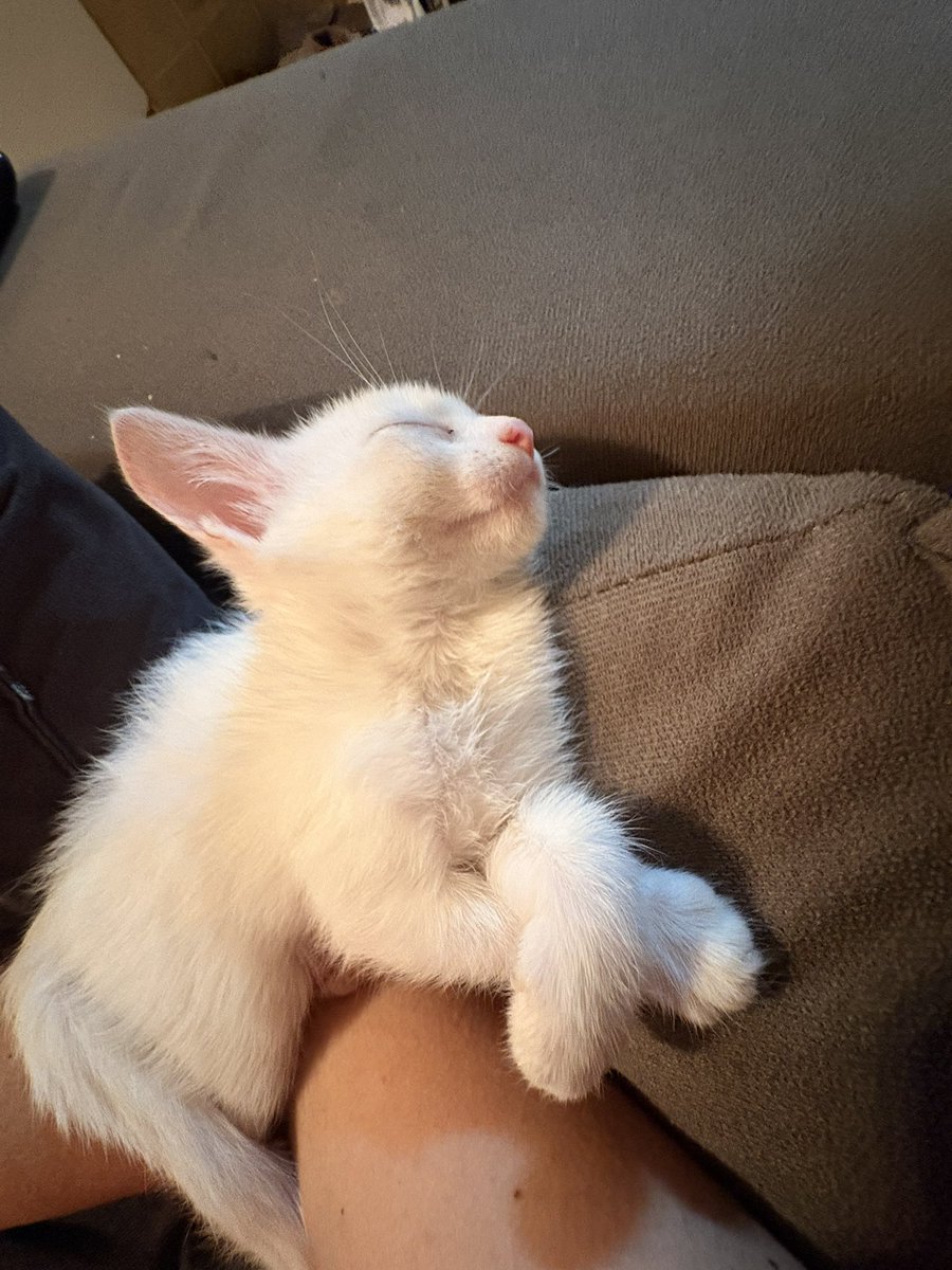 qeteodor's tweet photo. diga alguém mais fã de barbie doq eu e falhe miseravelmente pq minha gata se chama serafina por causa da serafina de barbie princesa e a plebeia https://t.co/GMSyWgrIUP