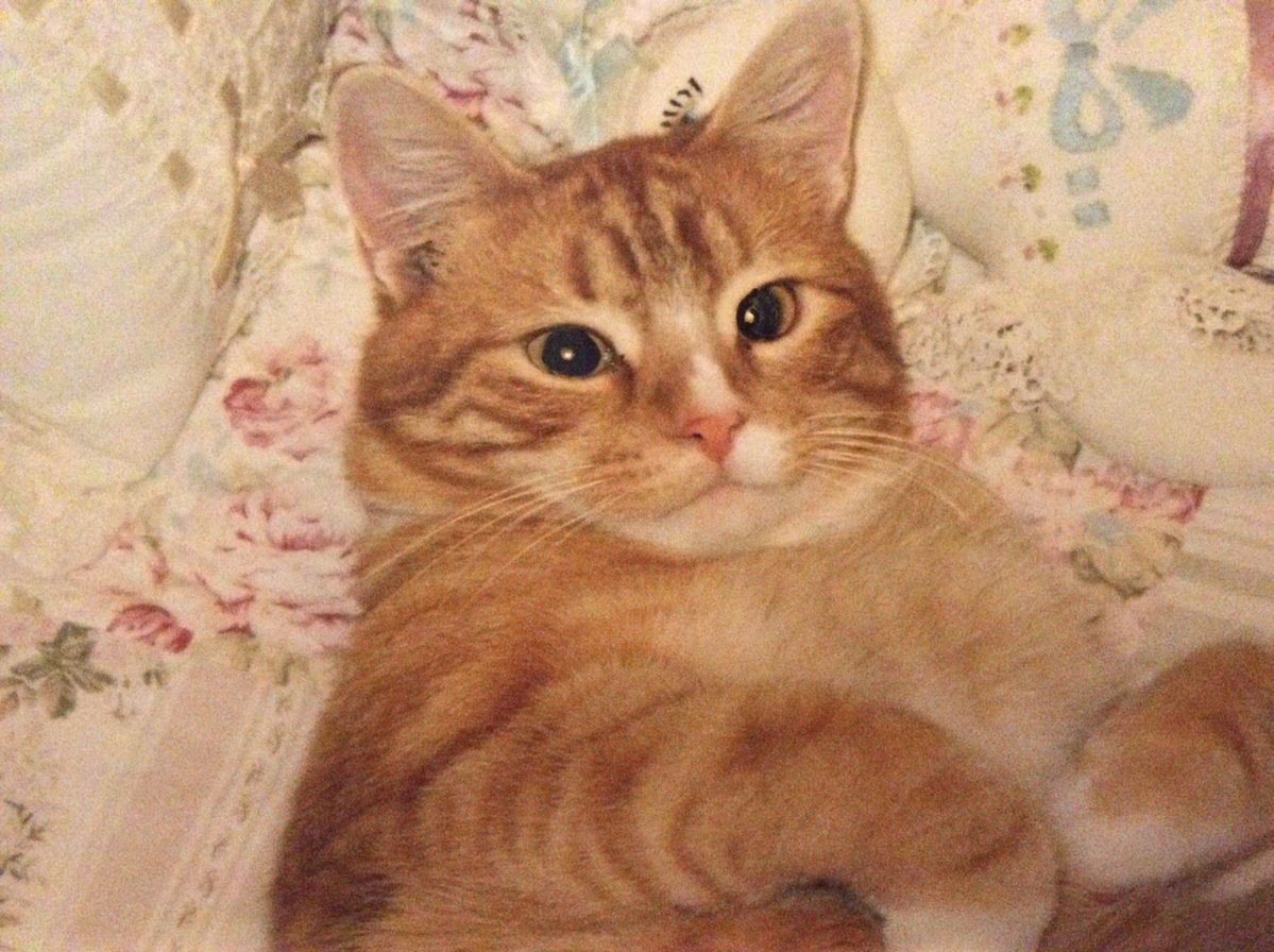 poemfee's tweet photo. 10, figs &amp; ✿ᠨ ☾✧ https://t.co/Y2XIGvGV7b