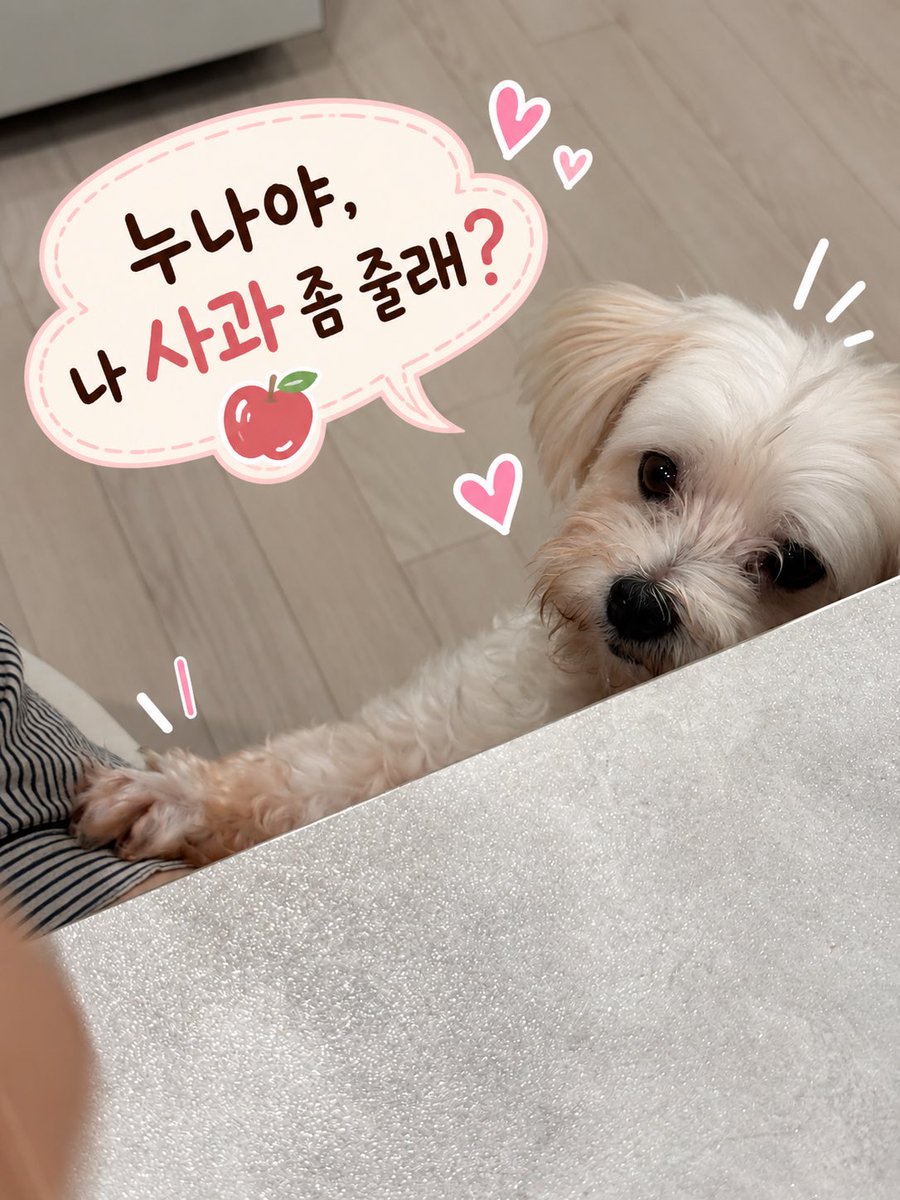 crescentia1224's tweet photo. 오늘도 간절한 밀크의 사과 사랑♥️

#강아지입양홍보 #유기견입양홍보 
#사지말고입양하세요 https://t.co/0yKwVXiQck