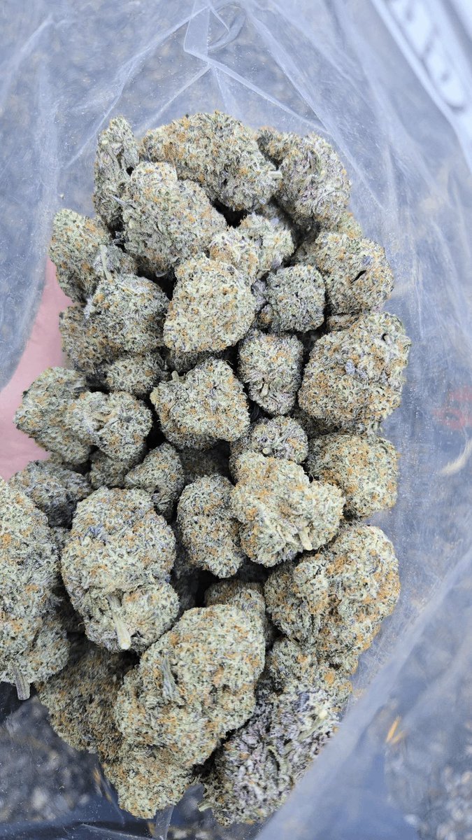 KushBlend's tweet photo. Global weed plug in Dublin, Ireland Dubrovnik, Croatia Düsseldorf, Germany Eindhoven, Netherlands Florence (Firenze), Italy
Frankfurt am Main, Germany
Gdańsk, Poland Geneva, Switzerland Genoa (Genova), Italy
Glasgow, United Kingdom (Scotland) Gothenburg (Göteborg), Sweden https://t.co/Il4v58GwJU
