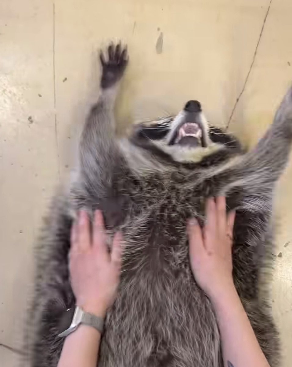 paperparrot_'s tweet photo. A scientific study found city raccoons are already showing the first signs of self-domestication. Shorter faces. Less fear of people. Evolution ?

People are calling them trash pandas. The hands are the problem. They open latches. They remember which bin had food. Cute until 3am.

This one lives in Seoul and picked the highest shelf in the room like rent was included.
[📸: @ meerkatchief via IG]