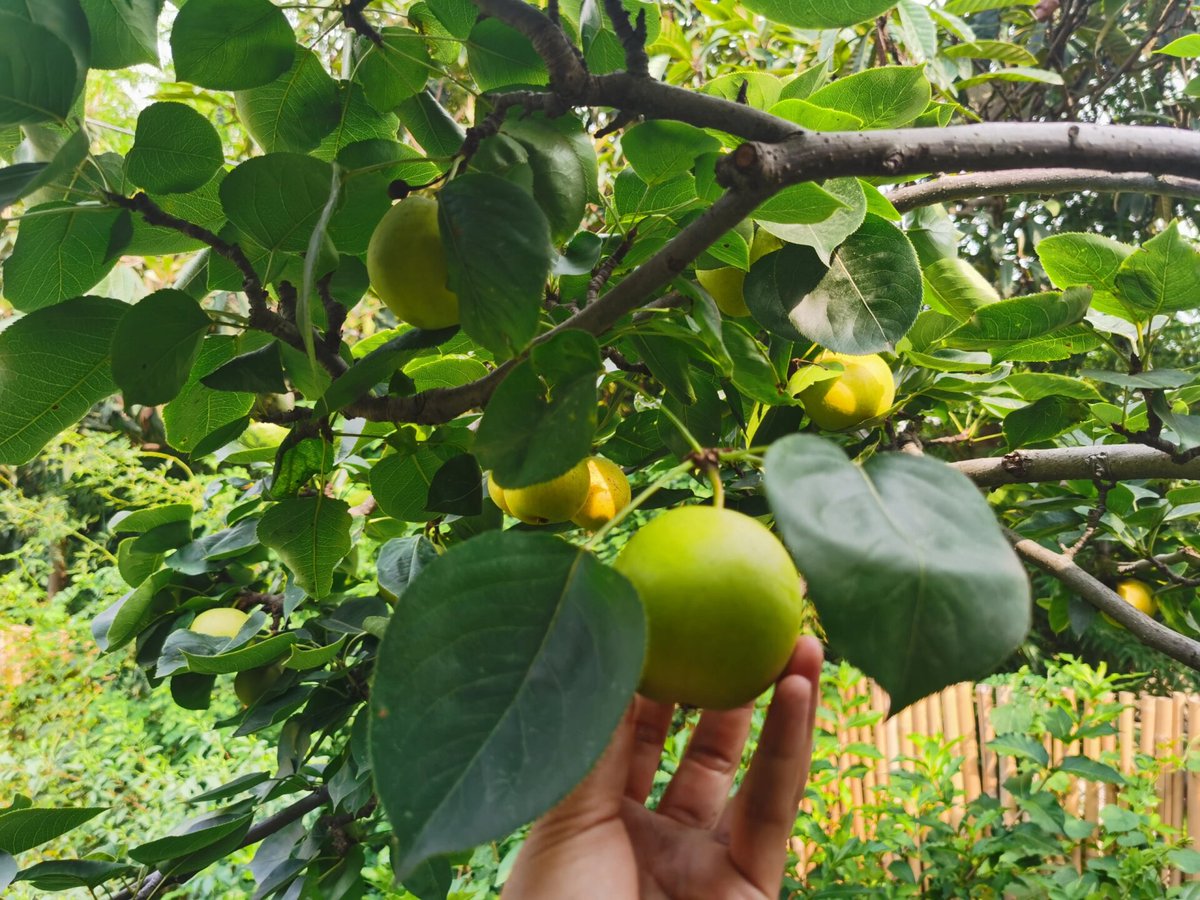 sujineek's tweet photo. We use fencing to secure the small garden safely.， https://t.co/5QhWjwlGT8