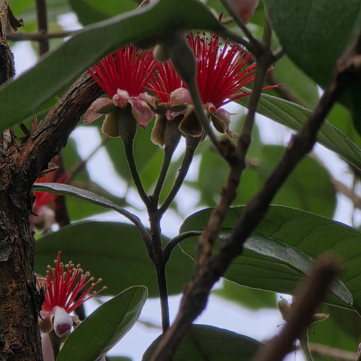 AnaMoretto4's tweet photo. #FlowersOnFriday #FlowersOnX #FlowerHour #FlowerHunting #DailyBotanicalBeauty #flowerphotography
Curitiba PR, Brazil. https://t.co/BVZ4JfyG38
