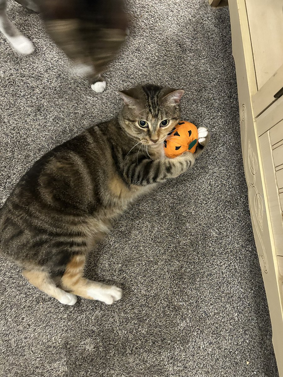 Pippin_and_Gigi's tweet photo. Girl, NOBODY is taking that from you, please loosen your grip https://t.co/d6iAD2YRk5