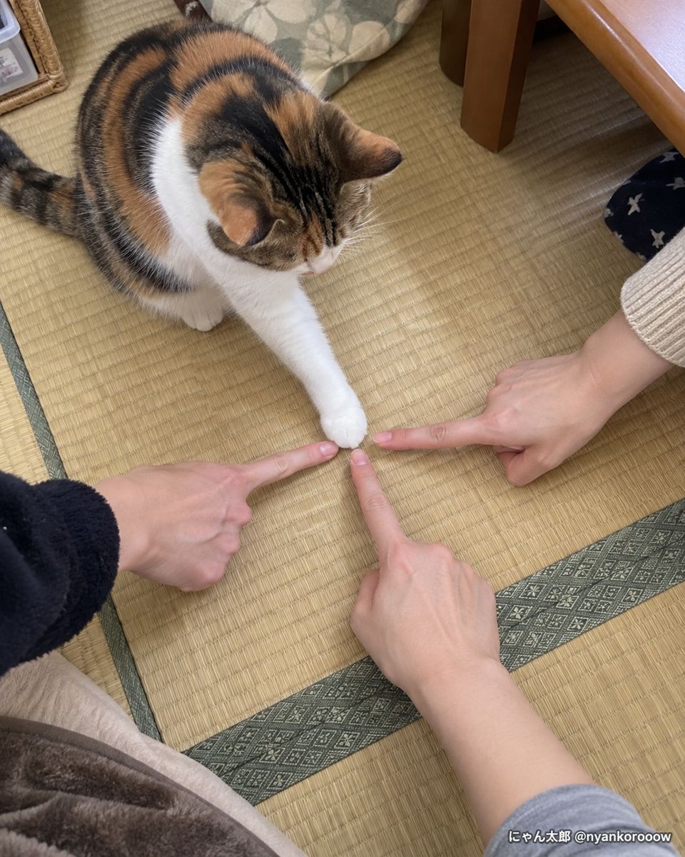 nyankorooow's tweet photo. なんか1本ふわふわしてる。 https://t.co/JkeZJo2dc8