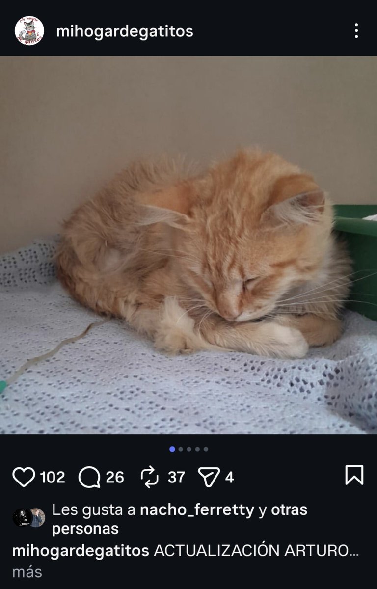 mili_dth's tweet photo. Invoco el poder de tuiter ⚠️⚠️⚠️

Arturo es un gatito al que chocaron y dejaron para morir. Necesita urgente atención veterinaria.

Por favor, cualquier donacion, por chiquita que sea. Hasta un rt nos sirve para que Arturo pueda seguir internado como necesita. https://t.co/nK7aUeZhQX