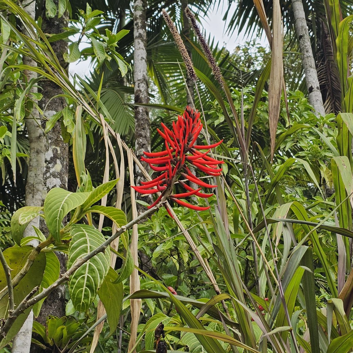 AnaMoretto4's tweet photo. #FlowersOnFriday #FlowersOnX #FlowerHour #FlowerHunting #DailyBotanicalBeauty #flowerphotography
#WildFlowerHour
Palmeira PR, Brazil. https://t.co/ofUHqlCphW