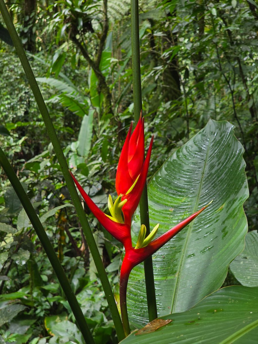 AnaMoretto4's tweet photo. #FlowersOnFriday #FlowersOnX #FlowerHour #FlowerHunting #DailyBotanicalBeauty #flowerphotography
#WildFlowerHour
Palmeira PR, Brazil. https://t.co/ofUHqlCphW