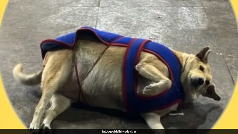 ndtv's tweet photo. Delhi's Fattest Dog Contest Crowns Hauz Khas Favourite Gola As Winner https://t.co/snUOcsW27j https://t.co/YYv8HC2EeC